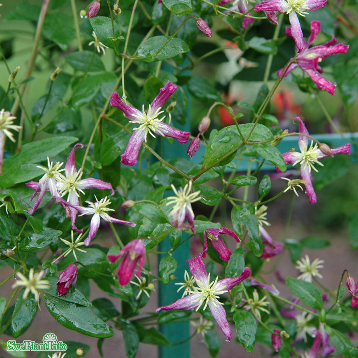 Clematis (Flam.) 'Rubromarginata' A-kval C2