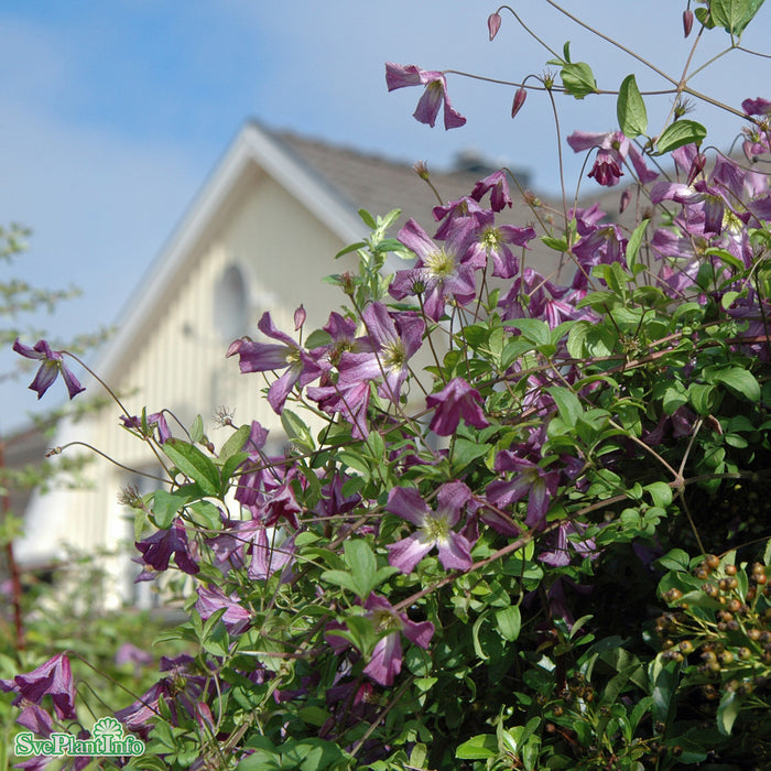 Clematis viticella A-kval C2