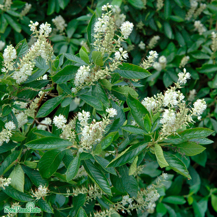 Clethra alnifolia Solitär C20 100-125cm
