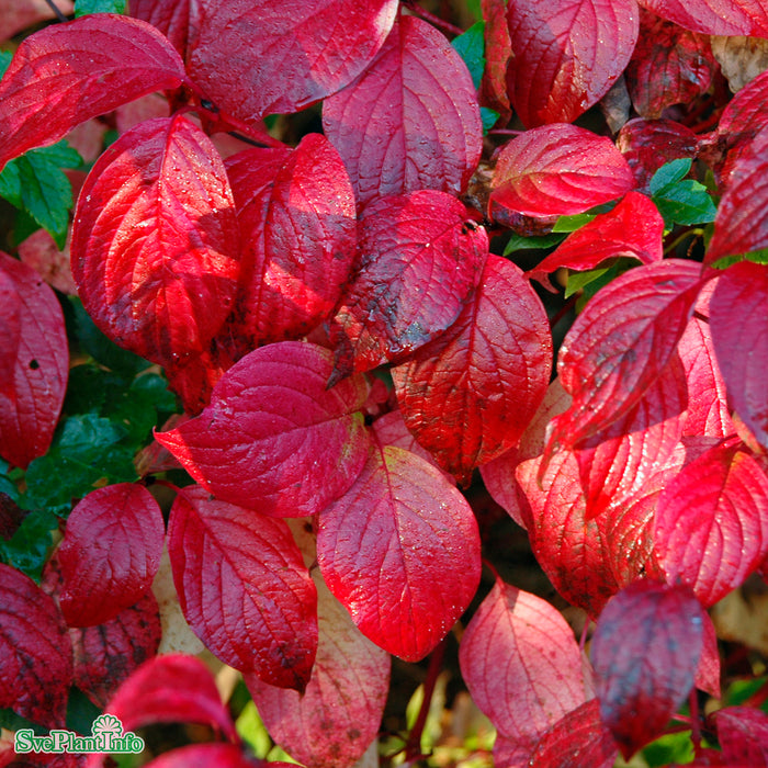 Cornus alba 'Sibirica' Busk C4,6