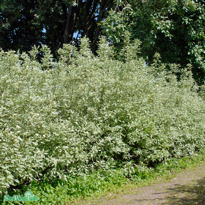 Cornus alba 'Elegantissima' Solitär C12 100-125cm