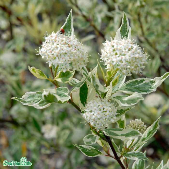 Cornus alba 'Elegantissima' Solitär C12 100-125cm