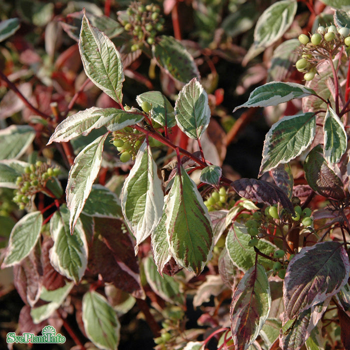 Cornus alba 'Sibirica Variegata' Busk C5