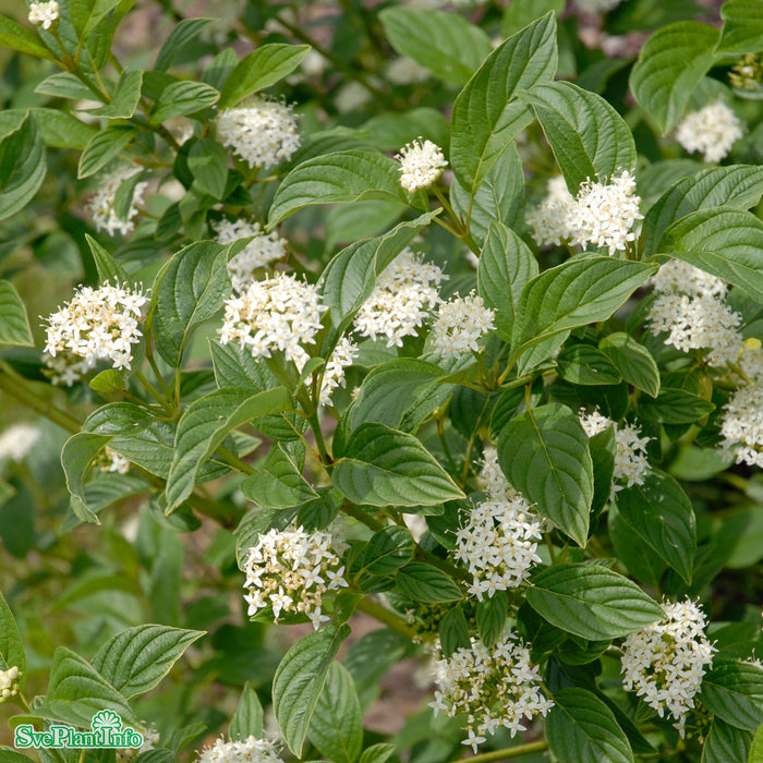 Cornus cericea 'Flaviramea' Busk C3,5