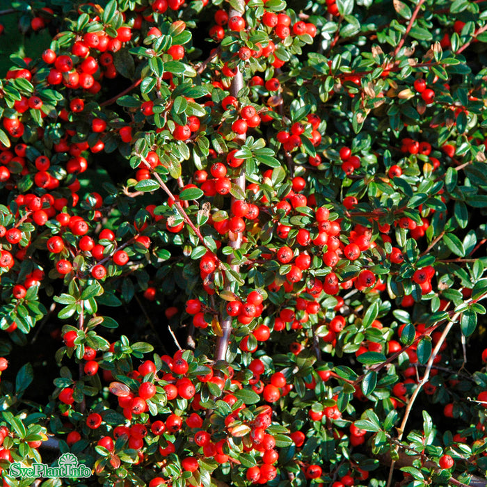 Cotoneaster x suecicus 'Coral Beauty' Busk 20-30cm C2