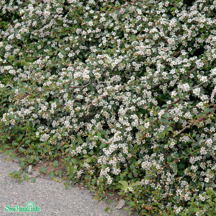Cotoneaster x suecicus 'Coral Beauty' Stam 80cm C10
