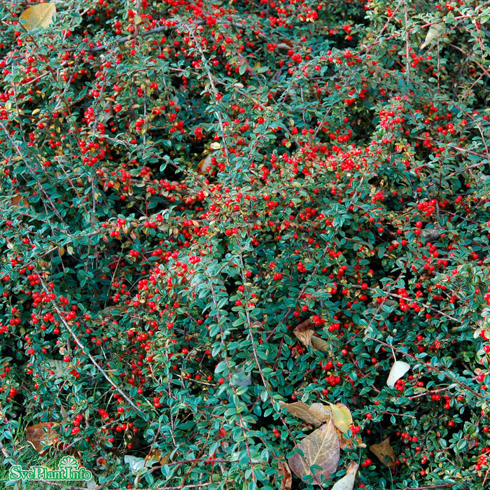 Cotoneaster radicans 'Eichholz' Busk C 20-30cm