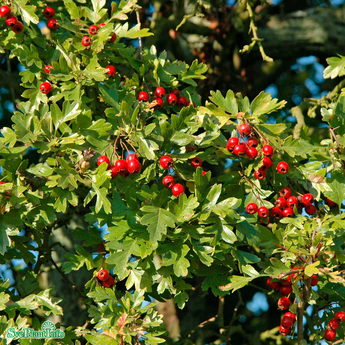 Crataegus monogyna Solitär C12 100-125cm