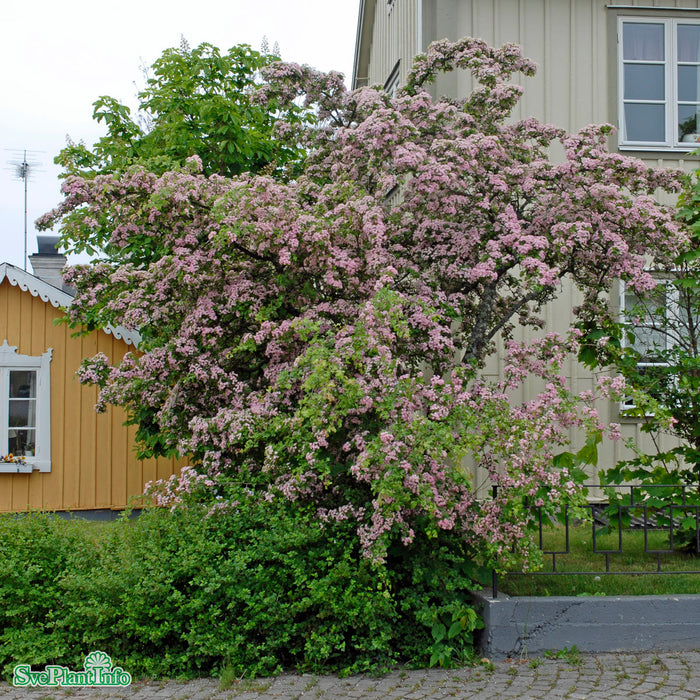 Crataegus x mordenensis 'Toba' Stam 90-110cm Co