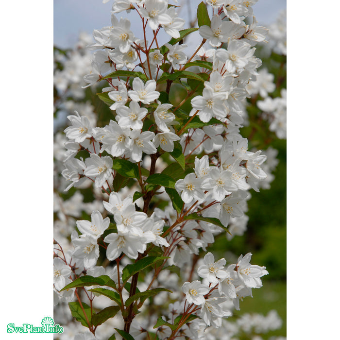 Deutzia gracilis Busk C7,5