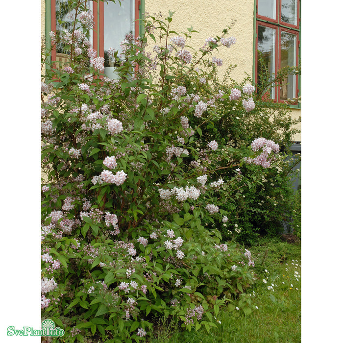 Deutzia x hybrida 'Mont Rose' Solitär C10 80-100cm