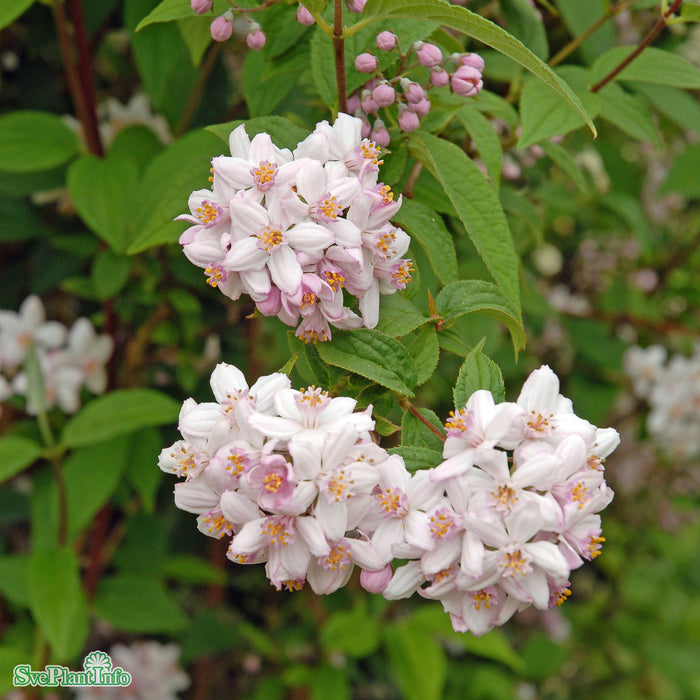 Deutzia 'Mont Rose' C4,5 50-60cm