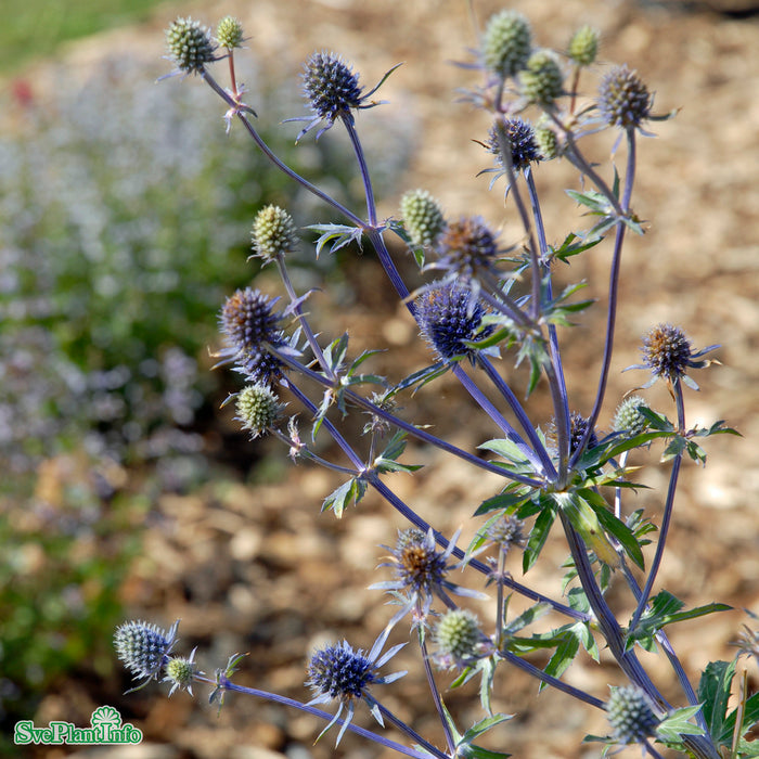 Eryngium planum 'Blaukappe' A-kval