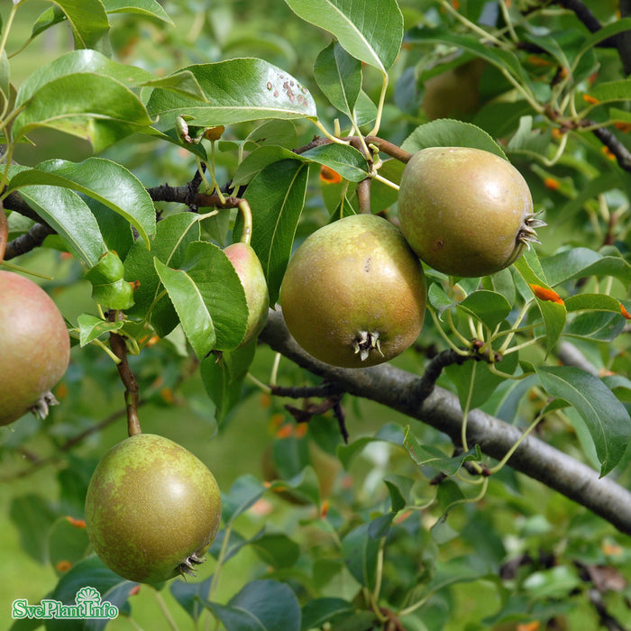 Pyrus communis 'Esperens Herre' Stam 2-års A-kval Co