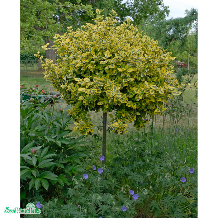 Eonymus fortunei 'Emerald'n Gold' C6 Halvstam 40cm
