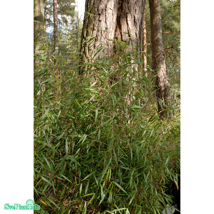 Fargesia 'Asian Wonder' C6 60-80cm