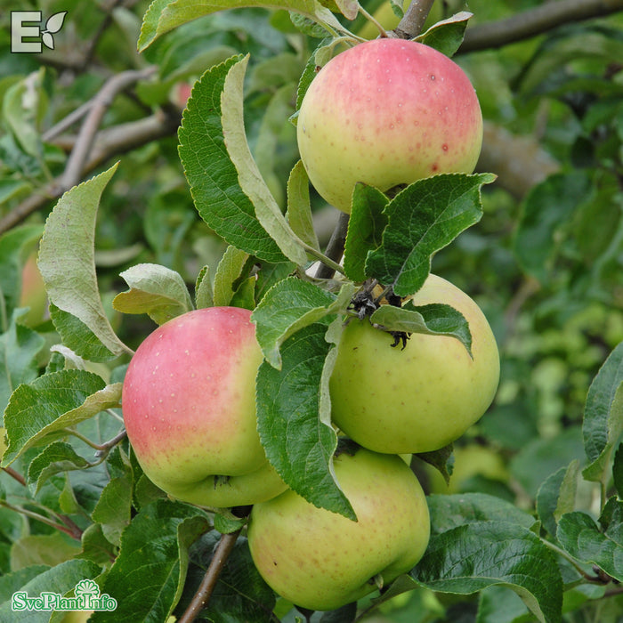 Malus domestica 'Filippa' E A2 Stam 2-års A-kval Co
