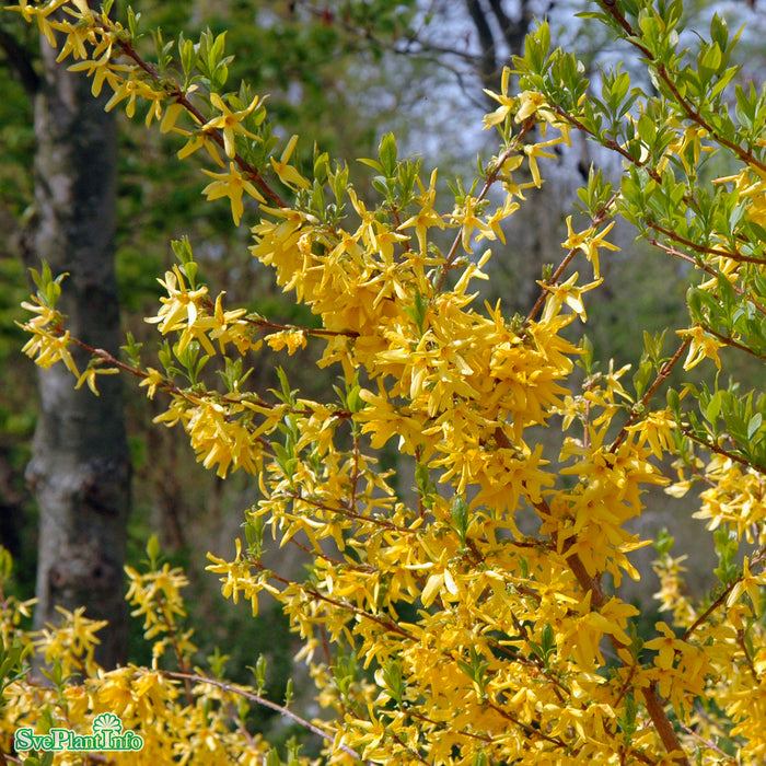 Forsythia x intermedia 'Lynwood' Solitär Kl 150-175cm