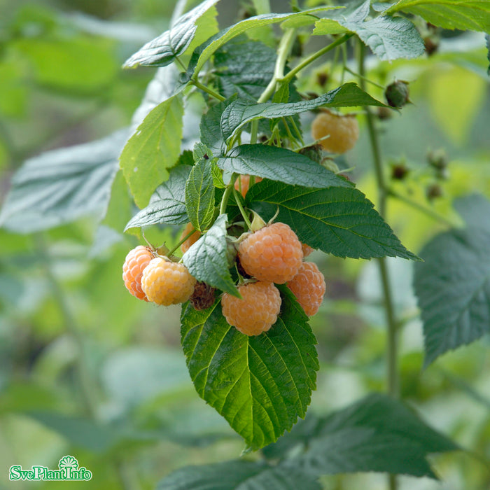 Rubus (Hallon) 'Golden Queen'  (cert) A-kval  C2