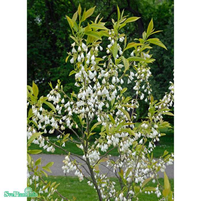 Halesia carolina Busk C12 100-125cm