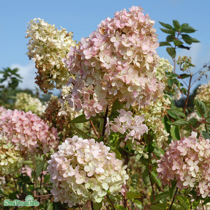 Hydrangea paniculata 'Compacta' Busk C5