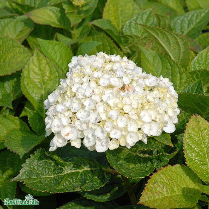 Hydrangea macrophylla The Bride  Busk C5