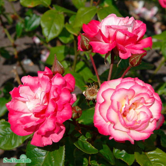 Rosa 'Händel' A-Kval C4