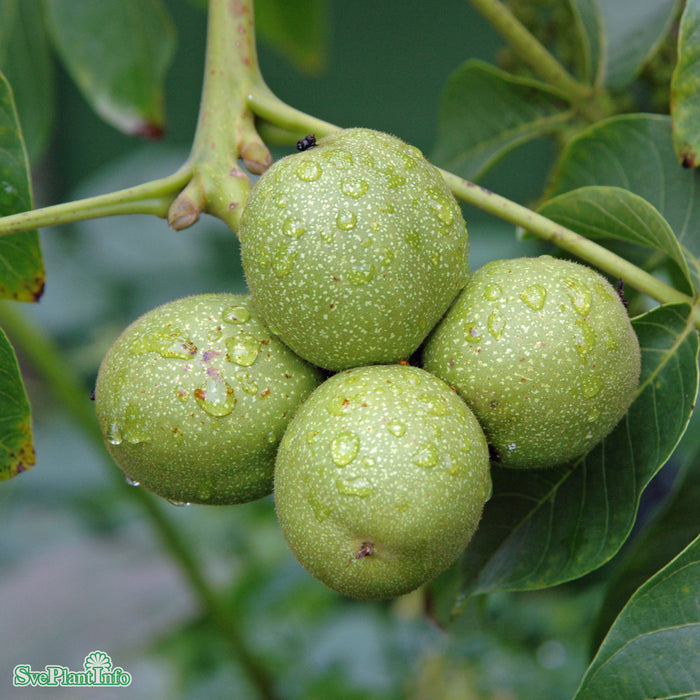 Juglans mandshurica Ungträd 125-150cm