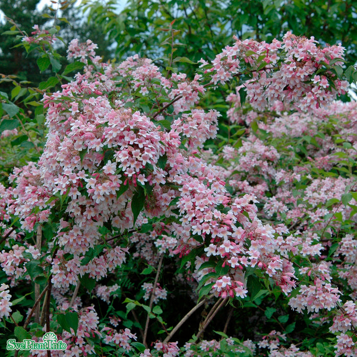 Kolkwitzia amabilis Busk C5