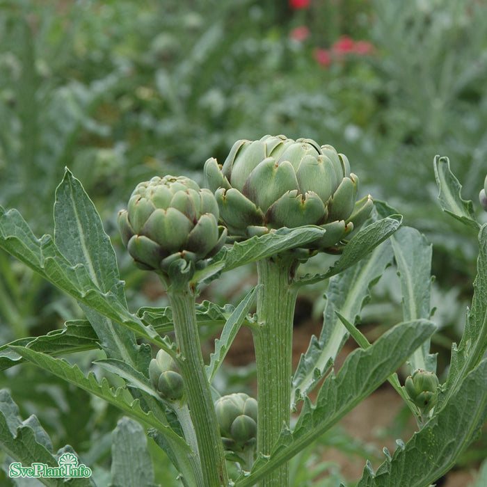 Cynara scolymus A-kval C2