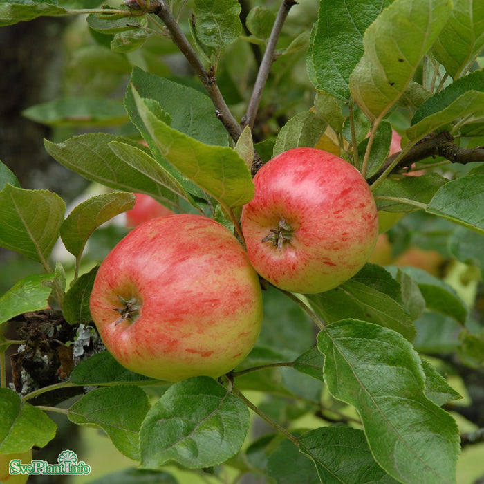 Malus domestica 'Maglemer' A2 Stam 2-års A-kval Co