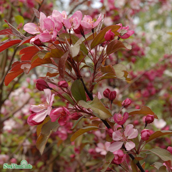 Malus toringo 'Freja' Stam C10 120cm