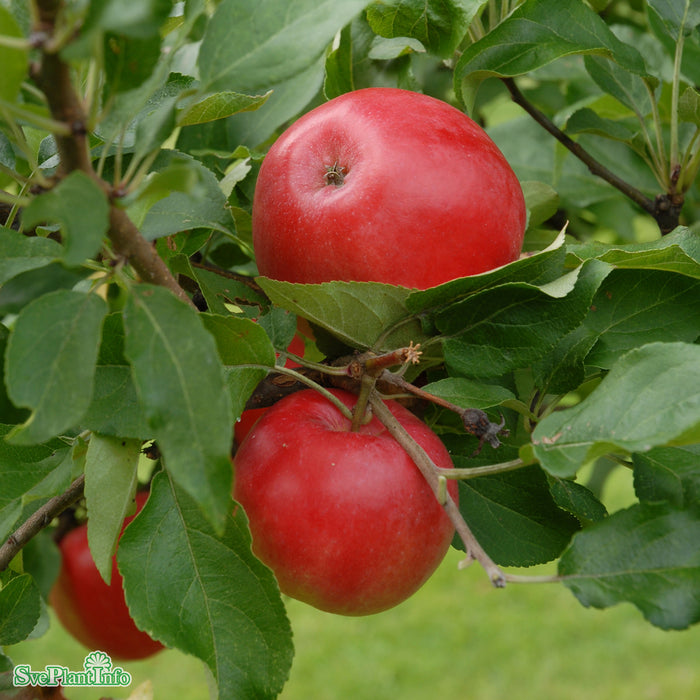 Malus domestica 'Mio' E A2 Ompl. 5-6 år K