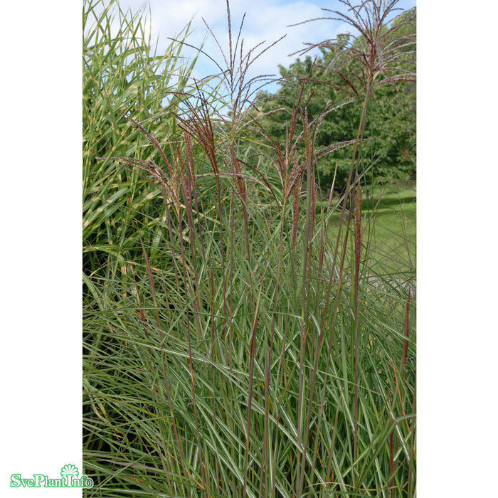 Miscanthus sinensis 'Graziella' A-kval C6