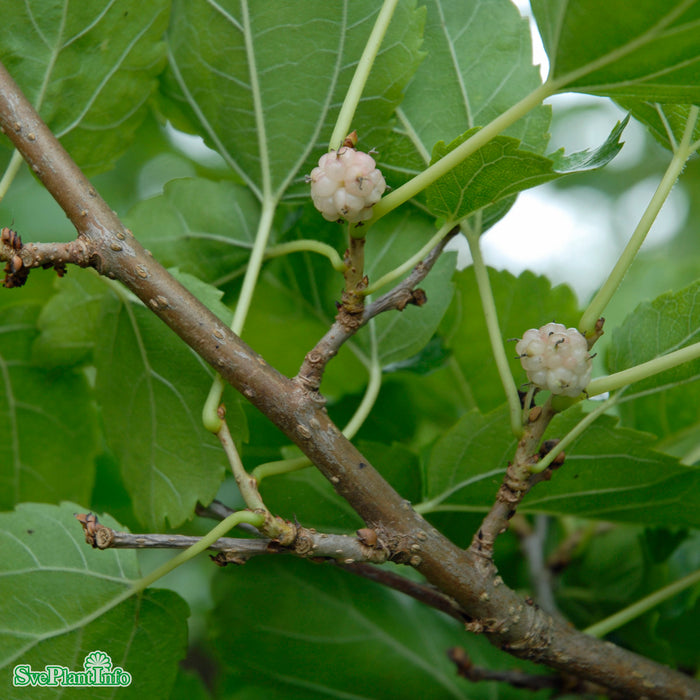 Morus alba 'Visborg' C5