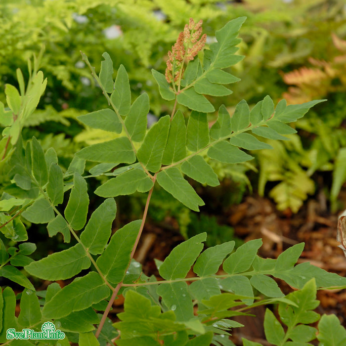 Osmunda regalis 'Purpurascens' A-kval
