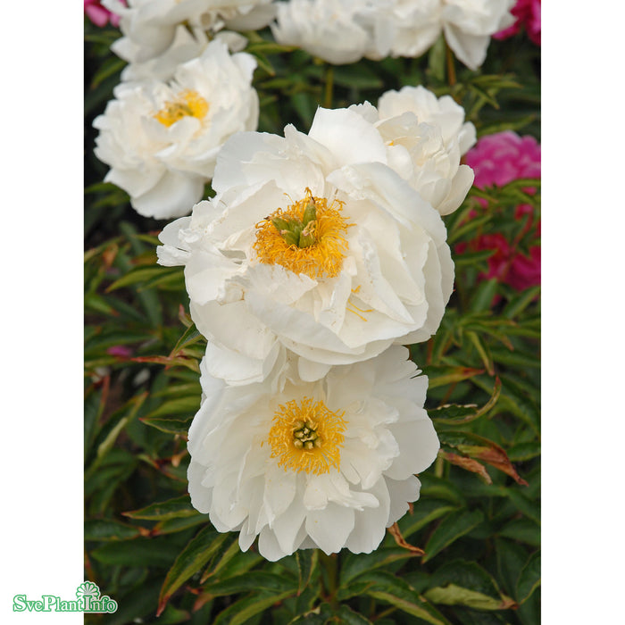 Paeonia lactiflora 'Miss America' A-kval C3