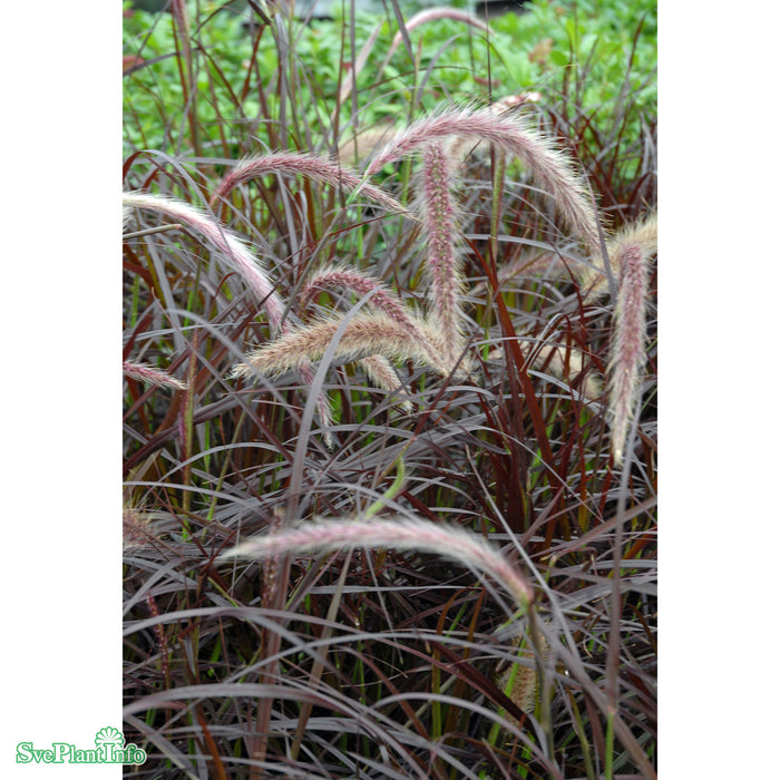 Pennisetum setaceum 'Rubrum' A-kval C2,8