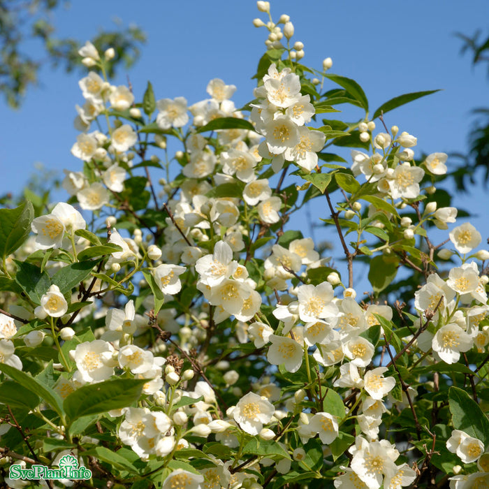 Philadelphus (Lemoinei) 'Mont Blanc' Busk C5