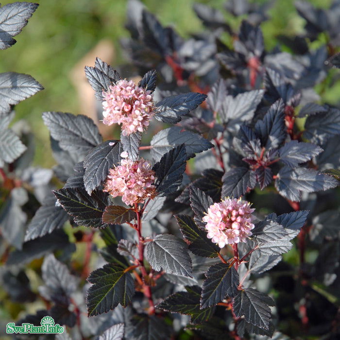 Physocarpus opulifolius 'Little Devil' Busk 40-50cm C4,5