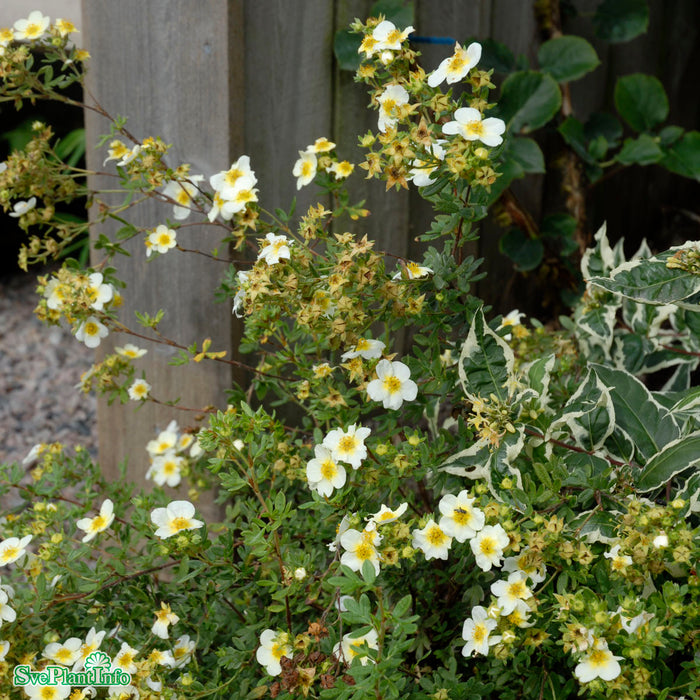 Dasiphora (Fruticosa) 'Limelight' Busk C3,5