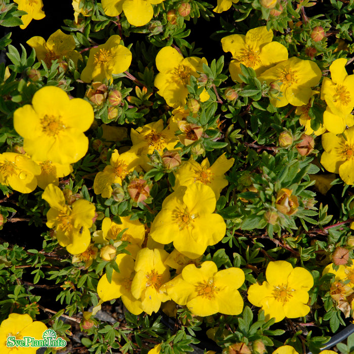 Dasiphora (Fruticosa) 'Goldteppich' Busk C3
