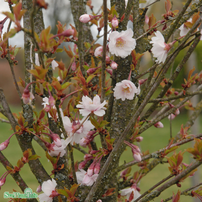 Prunus subhirtella 'Hally Jolivette' Stam C12 120cm