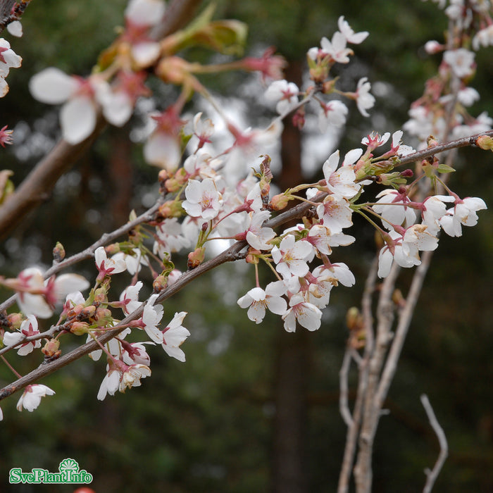 Prunus x yedoensis 'Shidare Yoshino' Stam C15 150cm