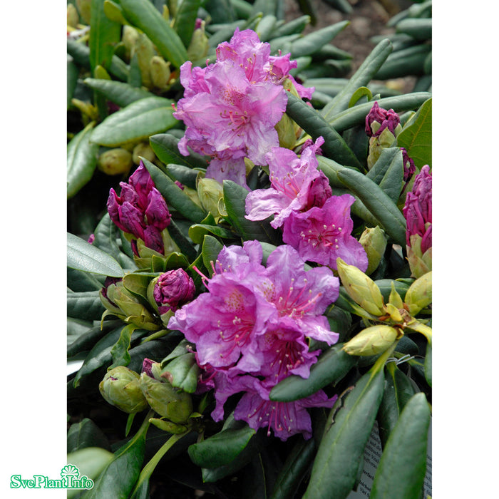 Rhod. (Yakush.) 'Bohlken's Lupinenberg' Stam C30 60cm