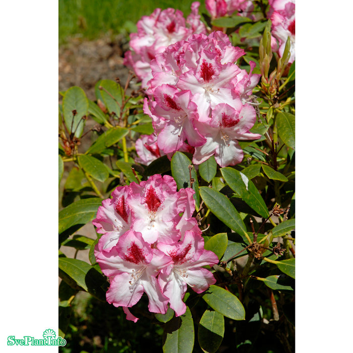 Rhododendron 'Hachmann's Charmant' C6 30-40cm