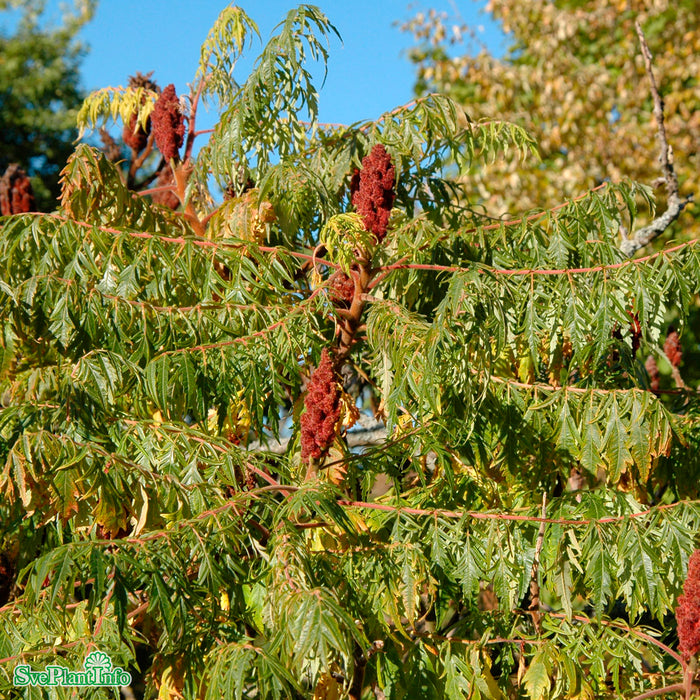 Rhus typhina 'Dissecta' Solitär Kl flerstammad 200-250cm