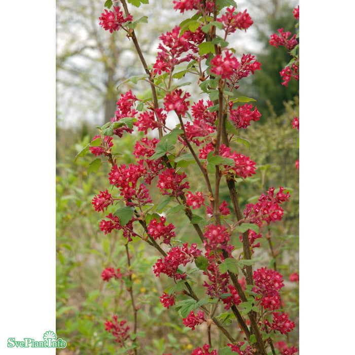 Ribes sanguineum 'King Edward VII' Solitär C10 80-100cm