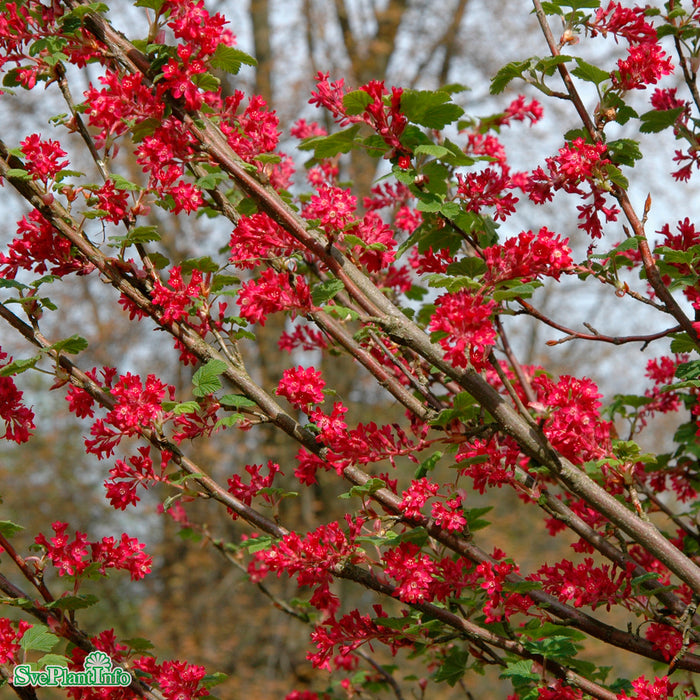 Ribes sanguineum 'Pulborough Scarlet' Busk C5