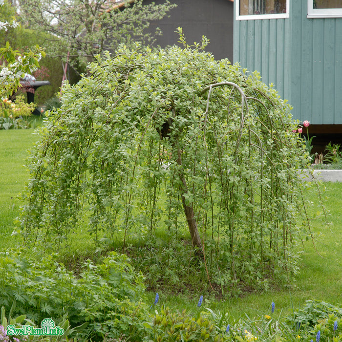 Salix caprea 'Kilmarnock' Stam C7,5 180cm